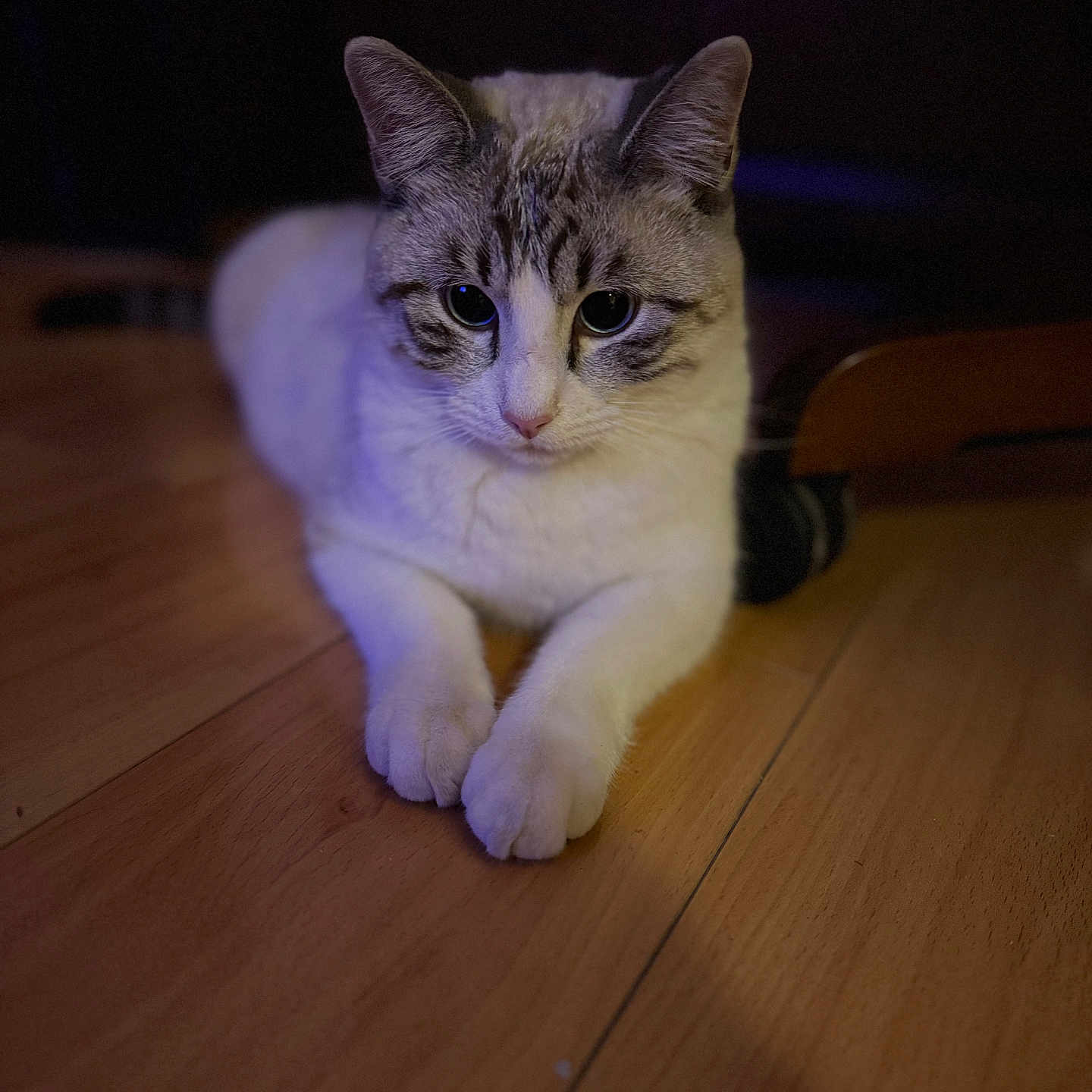 Moses is registered to the contest to win money with this photo: abyssinian, animal, cat, couch, furniture, hardwood, indoors, interiordesign, kitten, manx, pet, plywood, siamese, stainedwood, wood