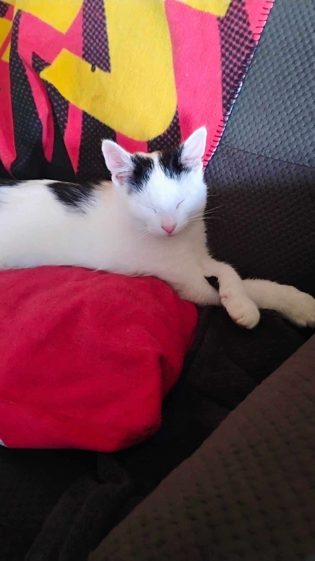 Seven joined the competition — help win amazing prizes! cat, sleeping, white_cat, black_patches, red_pillow, blanket, couch, indoor, pet, resting, cozy, feline, fur, animal, relaxation, comfort, closeup, domestic_cat, soft, cute