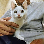 Seven is registered to the contest to win money with this photo: cat, kitten, white_cat, black_spots, person, hand, indoor, wallpaper, gray_shirt, seated, close_up, pet, animal, cute, young_cat, holding, face, eyes, fur, portrait