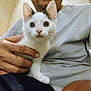 cat, kitten, white_cat, black_spots, person, hand, indoor, wallpaper, gray_shirt, seated, close_up, pet, animal, cute, young_cat, holding, face, eyes, fur, portrait