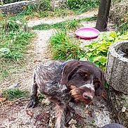Zouzou participe au concours pour gagner de l'argent avec cette photo : animal, brown_and_white, concrete, dog, fence, garden, grass, natural_light, outdoor, path, pet, pink_bowl, plants, portrait, scruffy, sitting, stone, weeds, wirehaired, yard