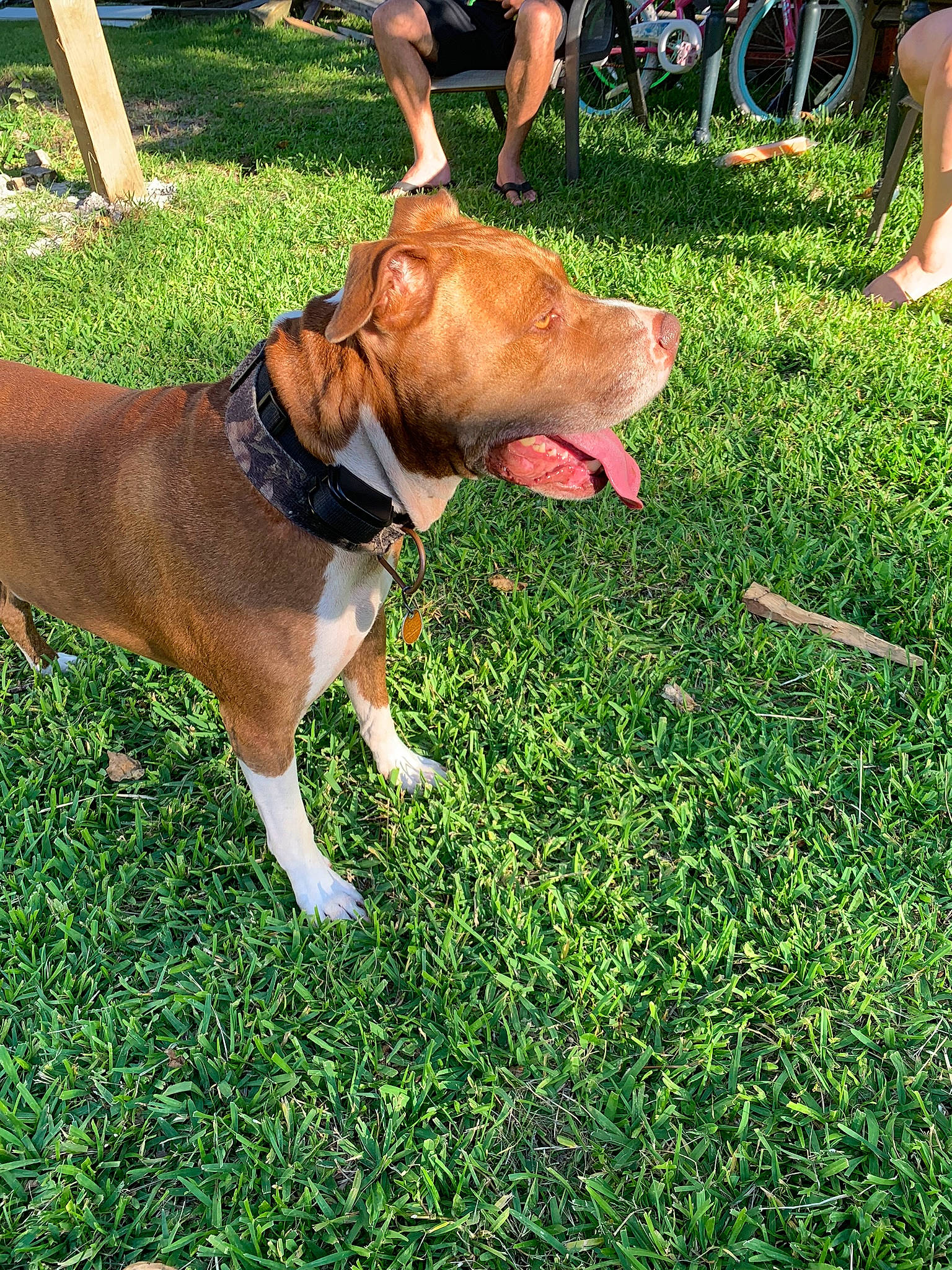 Rambo is registered to the contest to win money with this photo: adventure, american_pit_bull_terrier, canidae, carnivore, dog, dog_breed, fawn, grass, lawn, leash, mammal, non_sporting_group, pit_bull, plant, sporting_group, tail, vertebrate