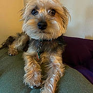 Chewy James joined the competition — help win amazing prizes! animal, collar, companion, cushion, cute, dog, ears, friendly, fur, furry, home, indoor, looking, nose, paw, pet, portrait, relaxed, small_dog, tag