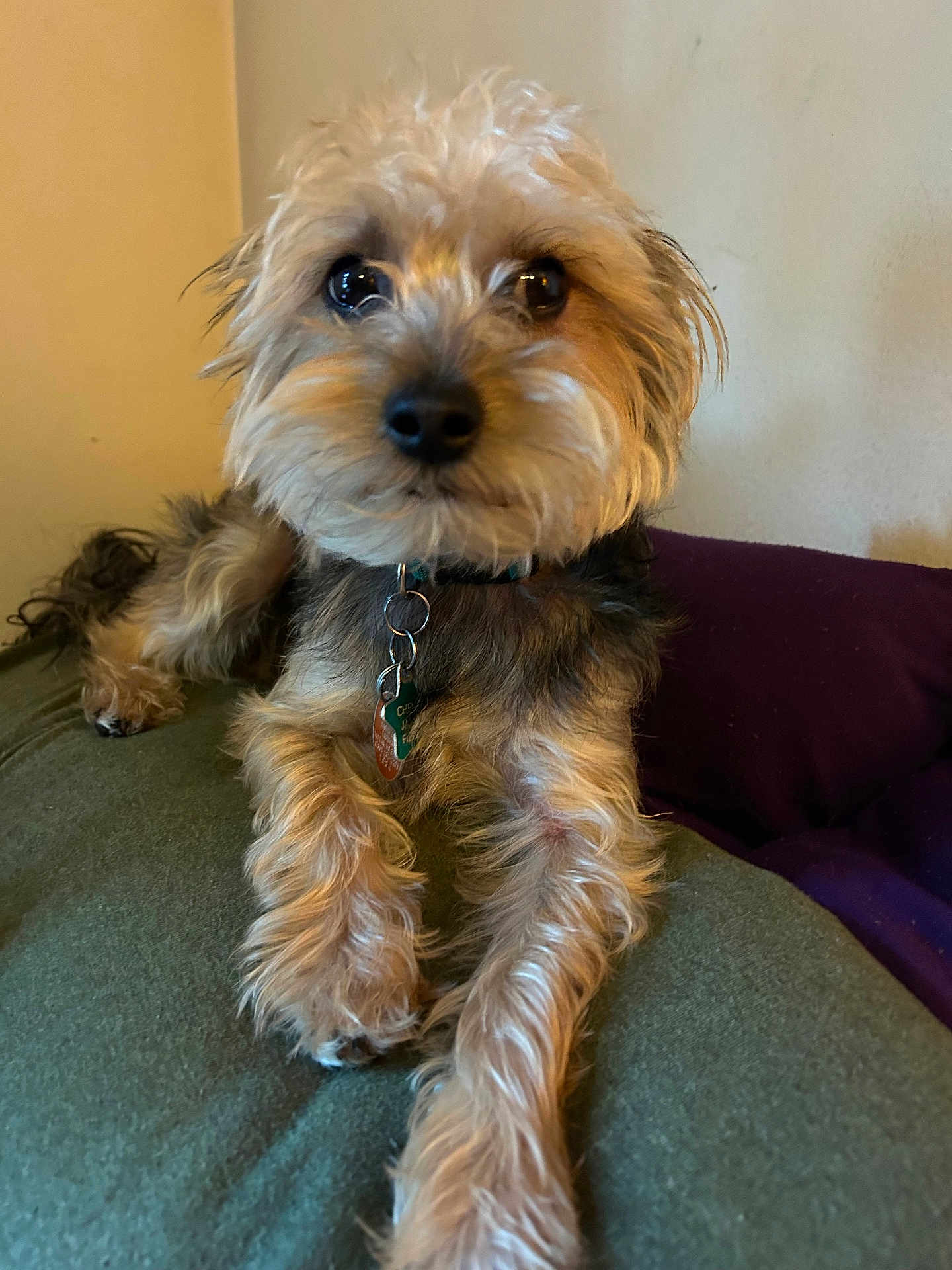 Chewy James joined the competition — help win amazing prizes! animal, collar, companion, cushion, cute, dog, ears, friendly, fur, furry, home, indoor, looking, nose, paw, pet, portrait, relaxed, small_dog, tag