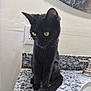 Celeste is registered to the contest to win money with this photo: cat, black_cat, pet, feline, animal, sitting, countertop, bathroom, sink, faucet, mirror, granite_countertop, whiskers, yellow_eyes, indoor, portrait, curious, small_pet, domestic_animal, fur