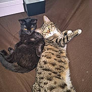 Celeste joined the competition — help win amazing prizes! cat, tabby_cat, black_cat, pets, two_cats, cuddling, blanket, box, indoor, fur, whiskers, relaxed, sleepy, yellow_eyes, companions, feline, pet_bed, sofa, portrait, cozy