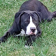 Buddy is registered to the contest to win money with this photo: dog, pitbull, black_and_white, lying_down, grass, lawn, outdoor, pet, canine, muzzle, ears, nose, paw, resting, close_up, portrait, animal, attentive, young_dog, summer_grass