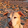 animal, beach, calm, canine, closeup, collar, daytime, dog, nature, outdoor, peaceful, pet, portrait, quiet, rocks, sand, shore, sunlight, sunset, water