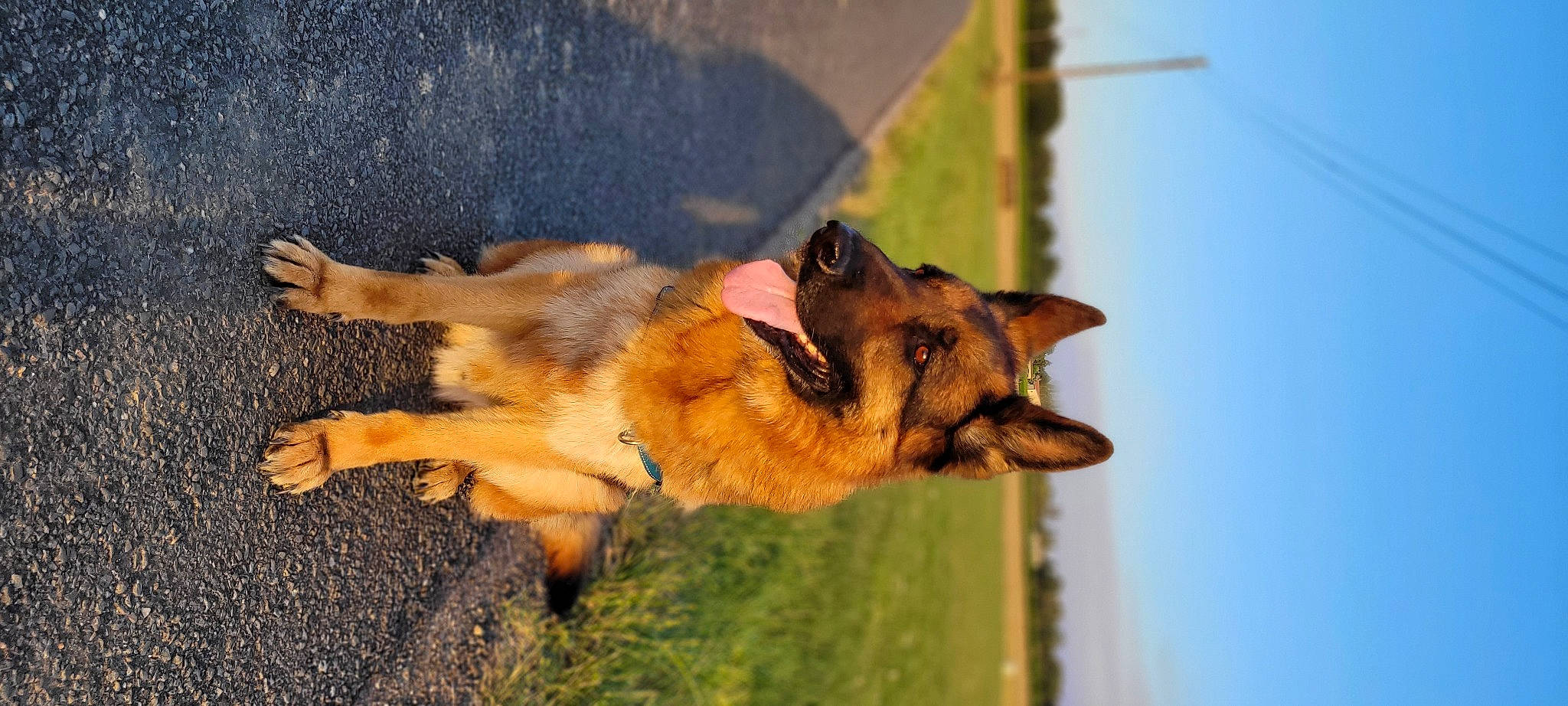 Léros a rejoint le concours — aidez-le/la à gagner de superbes lots ! belgian_shepherd_malinois, biting, canidae, carnivore, companion_dog, dog, dog_breed, east_european_shepherd, fawn, german_shepherd_dog, old_german_shepherd_dog, paw, sky, snout, sporting_group, street_dog, tail, terrestrial_animal, wildlife, working_dog