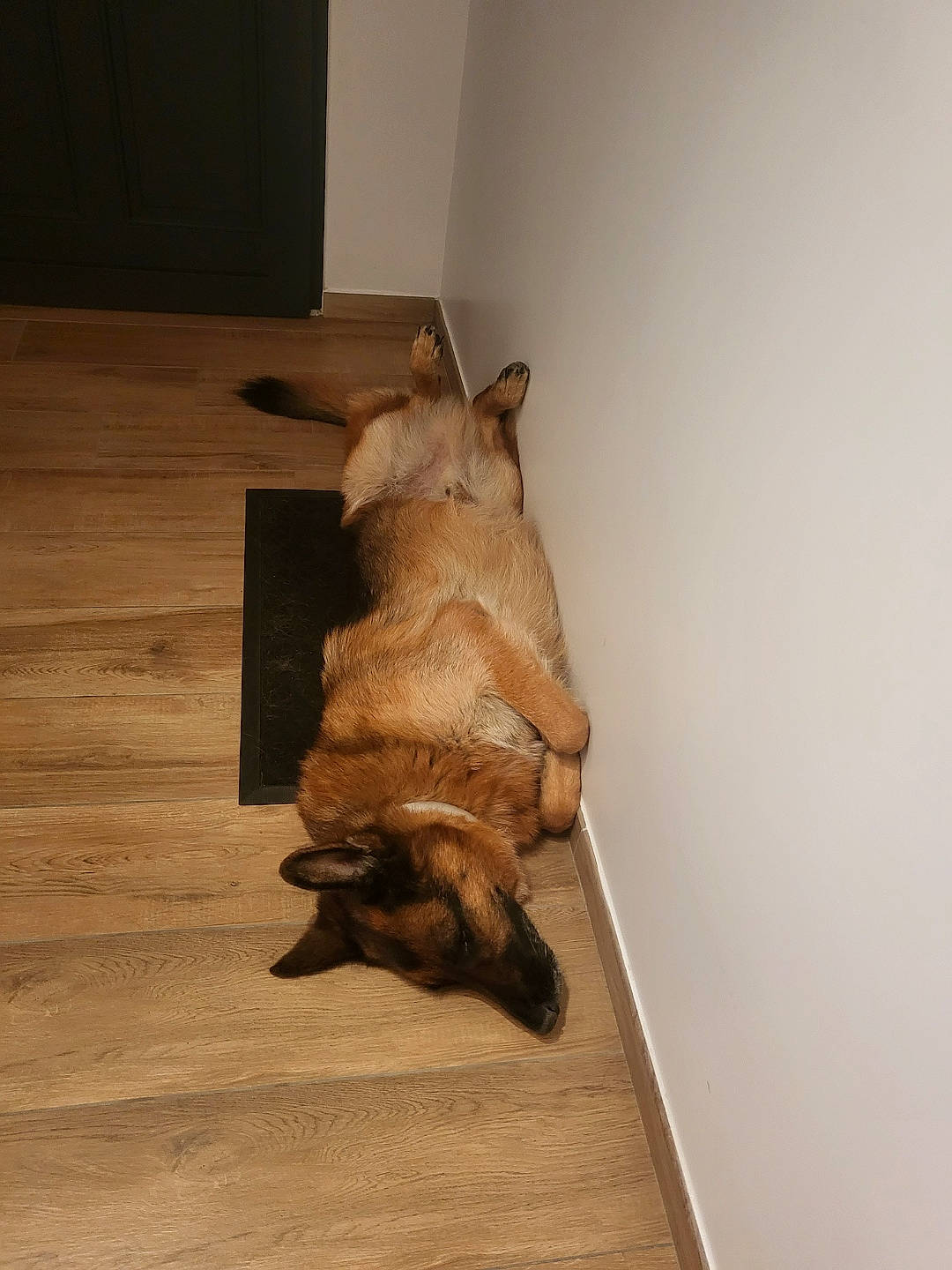 Léros participe au concours pour gagner de l'argent avec cette photo : art, bat, canidae, carnivore, companion_dog, dog, dog_breed, fawn, felidae, flooring, hardwood, liver, plywood, sporting_group, suidae, tail, terrestrial_animal, toy_dog, wood, working_animal