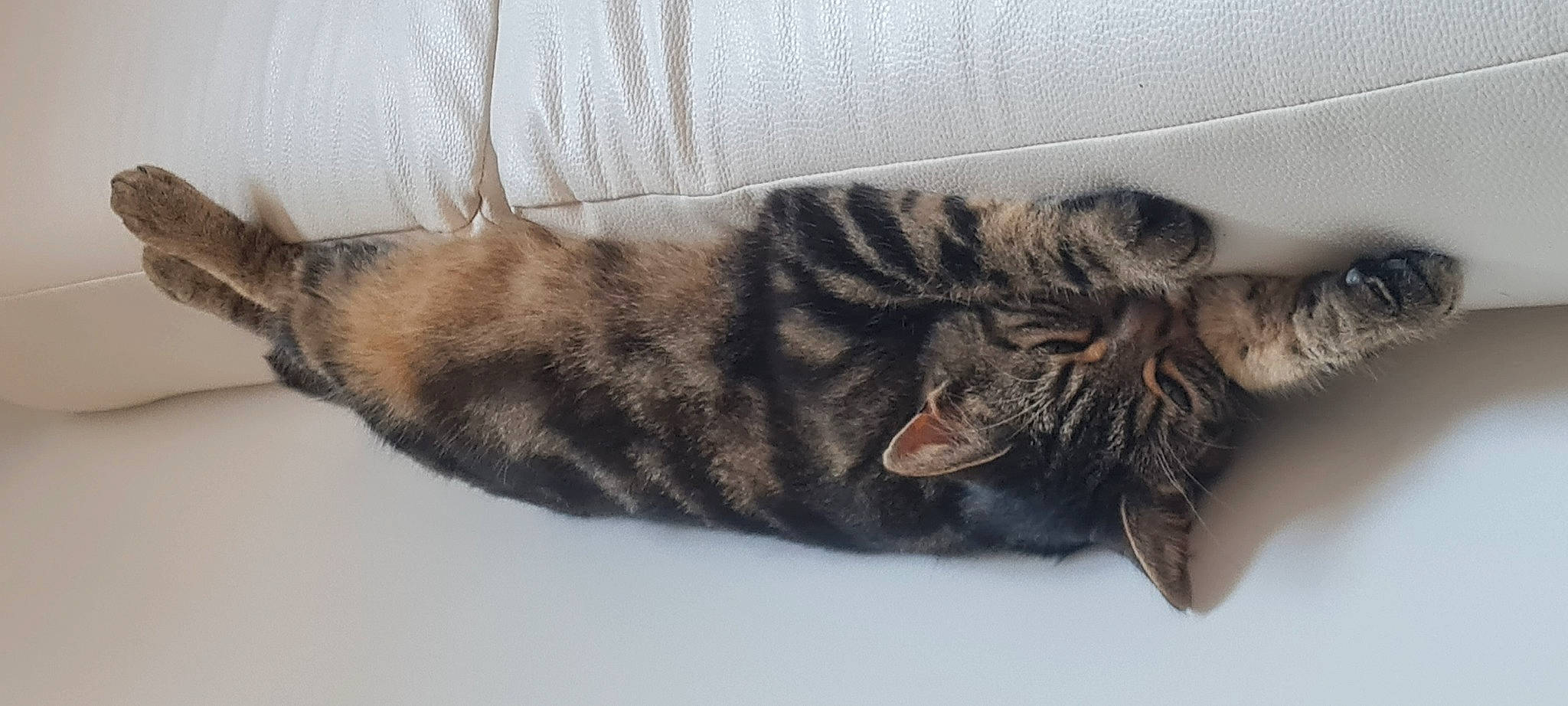 Ruben a rejoint le concours — aidez-le/la à gagner de superbes lots ! carnivore, cat, comfort, domestic_short_haired_cat, felidae, fur, pattern, paw, small_to_medium_sized_cats, tail, terrestrial_animal, whiskers