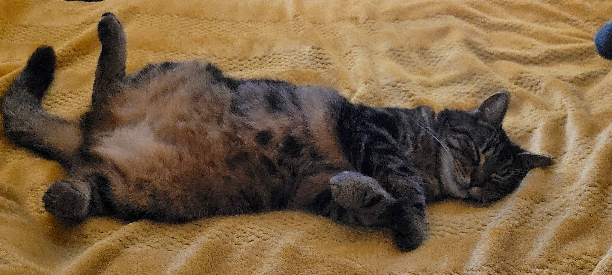 Ruben a rejoint le concours — aidez-le/la à gagner de superbes lots ! carnivore, cat, claw, comfort, domestic_short_haired_cat, felidae, fur, grey, mammal, nap, paw, sleep, small_to_medium_sized_cats, snout, tail, terrestrial_animal, whiskers, wildlife