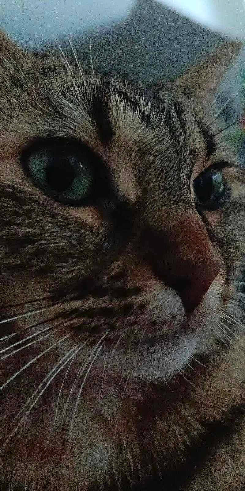 Ruben a rejoint le concours — aidez-le/la à gagner de superbes lots ! carnivore, cat, close_up, domestic_short_haired_cat, felidae, fur, iris, paw, small_to_medium_sized_cats, snout, terrestrial_animal, whiskers, wildlife, window