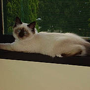 Geisha participe au concours pour gagner de l'argent avec cette photo :