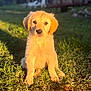 Amy participe au concours pour gagner de l'argent avec cette photo : adorable, animal, canine, cute, daylight, dog, ears, eyes, fur, golden_retriever, grass, muzzle, nature, outdoor, pet, portrait, puppy, sitting, sunlight, young