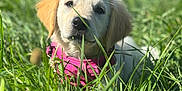 Amy participe au concours pour gagner de l'argent avec cette photo : adorable, animal, canine, close_up, cute, dog, fur, golden_retriever, grass, greenery, lying_down, nature, outdoor, pet, pink_harness, playful, puppy, summer, sunlight, young