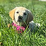 adorable, animal, canine, close_up, cute, dog, fur, golden_retriever, grass, greenery, lying_down, nature, outdoor, pet, pink_harness, playful, puppy, summer, sunlight, young