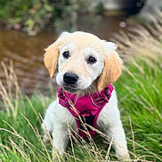 Amy participe au concours pour gagner de l'argent avec cette photo : animal, curious, cute, daylight, dog, ears, eyes, fluffy, golden_retriever, grass, greenery, nature, outdoor, pink_harness, portrait, puppy, sitting, stream, water, young