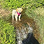 Amy a rejoint le concours — aidez-le/la à gagner de superbes lots ! adventure, animal, cute, dog, flowing_water, grass, greenery, harness, nature, outdoor, pet, plants, puppy, shadow, small_dog, stream, summer, sunlight, water, young_dog