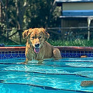 Clyde joined the competition — help win amazing prizes! dog, golden_retriever, swimming_pool, water, wet, tongue_out, outdoor, backyard, grass, sunlight, fence, summer, pet, canine, animal, relaxing, blue, nature, daytime, happy