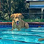 dog, golden_retriever, swimming_pool, water, wet, tongue_out, outdoor, backyard, grass, sunlight, fence, summer, pet, canine, animal, relaxing, blue, nature, daytime, happy