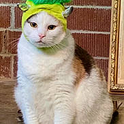 Grandma is registered to the contest to win money with this photo: cat, white_cat, calico, pet, costume, hat, green_hat, mohawk, horns, indoor, brick_wall, concrete_floor, animal, feline, sitting, portrait, cute, funny, domestic_cat, expression