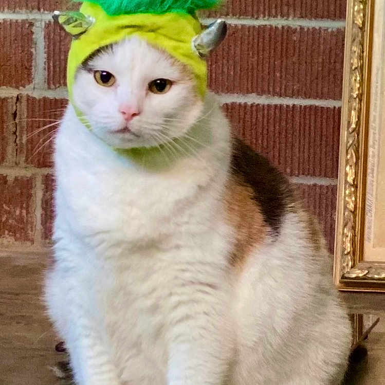 Grandma is registered to the contest to win money with this photo: animal, brick_wall, calico, cat, concrete_floor, costume, cute, domestic_cat, expression, feline, funny, green_hat, hat, horns, indoor, mohawk, pet, portrait, sitting, white_cat