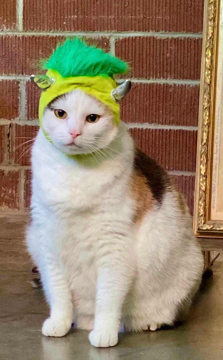 Grandma is registered to the contest to win money with this photo: cat, white_cat, calico, pet, costume, hat, green_hat, mohawk, horns, indoor, brick_wall, concrete_floor, animal, feline, sitting, portrait, cute, funny, domestic_cat, expression