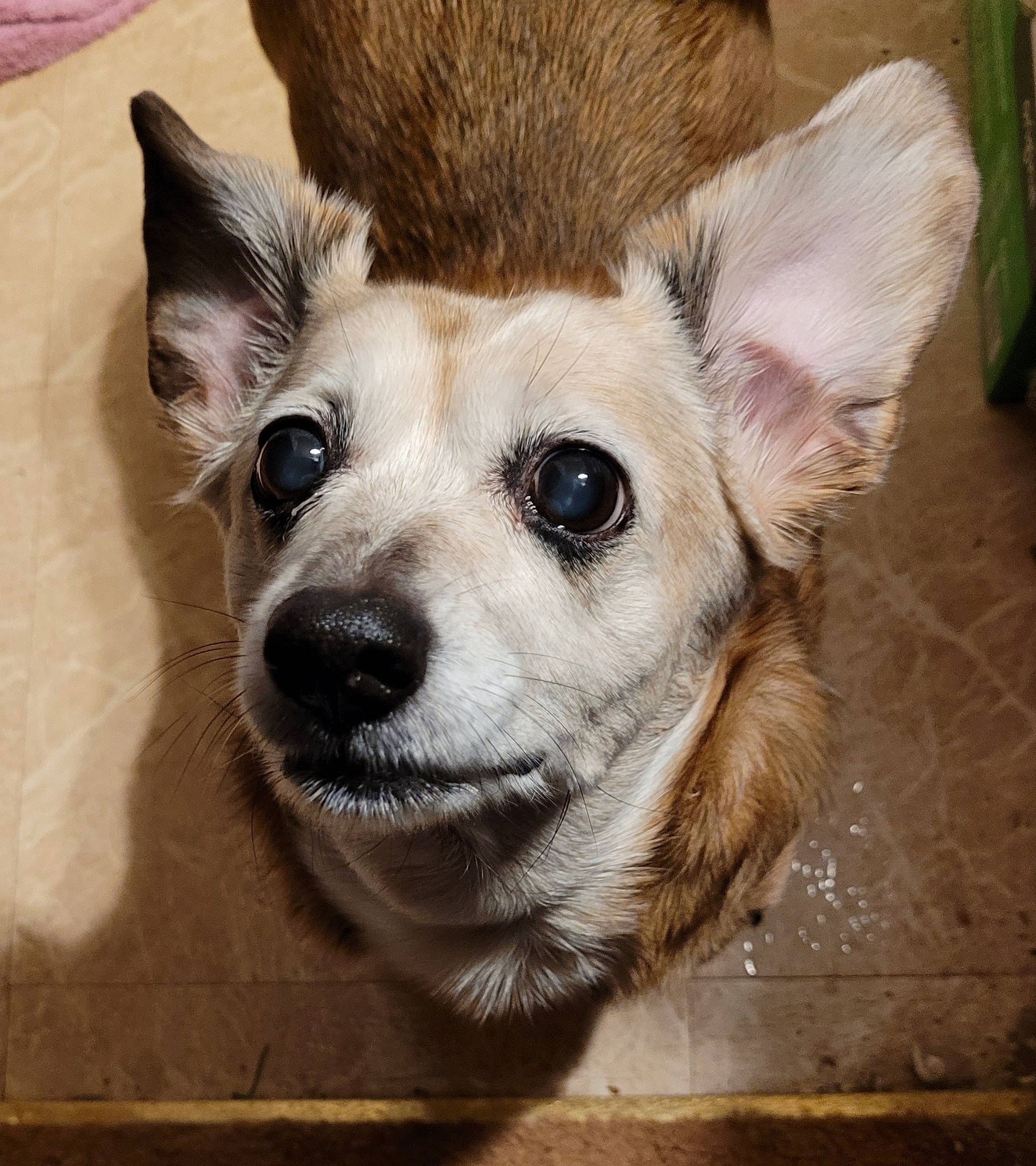 Cuddles joined the competition — help win amazing prizes! canidae, canis, carnivore, companion_dog, dog, dog_breed, ear, eye, eyelash, fawn, flooring, fur, jaw, snout, sporting_group, terrestrial_animal, whiskers, wildlife, wood, working_animal