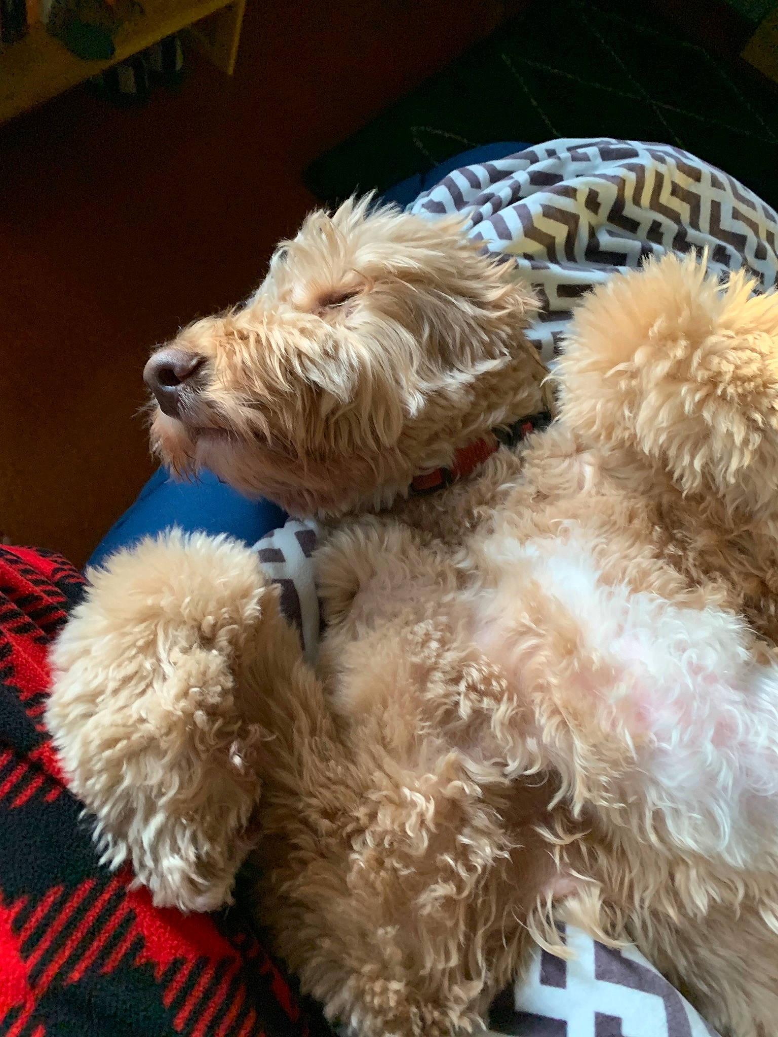 Quincy joined the competition — help win amazing prizes! canidae, carnivore, cavapoo, cockapoo, companion_dog, dog, dog_breed, dutch_smoushond, goldendoodle, irish_soft_coated_wheaten_terrier, labradoodle, mammal, poodle_crossbreed, puppy, rare_breed_dog, schnoodle, sporting_group, sporting_lucas_terrier, terrier, vertebrate