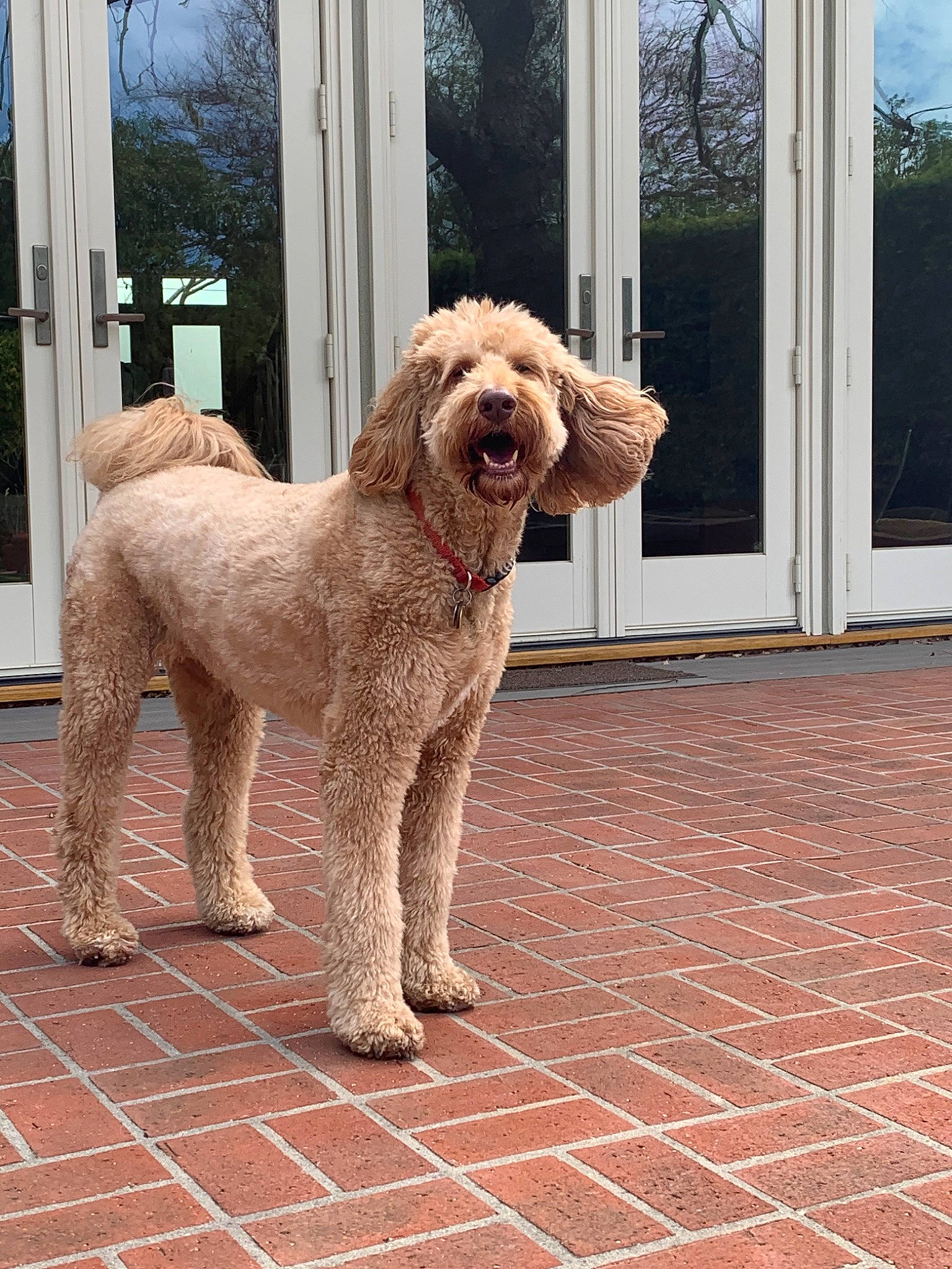 Quincy is registered to the contest to win money with this photo: barbet, briquet_griffon_vendeen, canidae, carnivore, companion_dog, dog, dog_breed, fawn, goldendoodle, labradoodle, mammal, otterhound, poodle_crossbreed, rare_breed_dog, spinone_italiano, sporting_group, standard_poodle, vertebrate