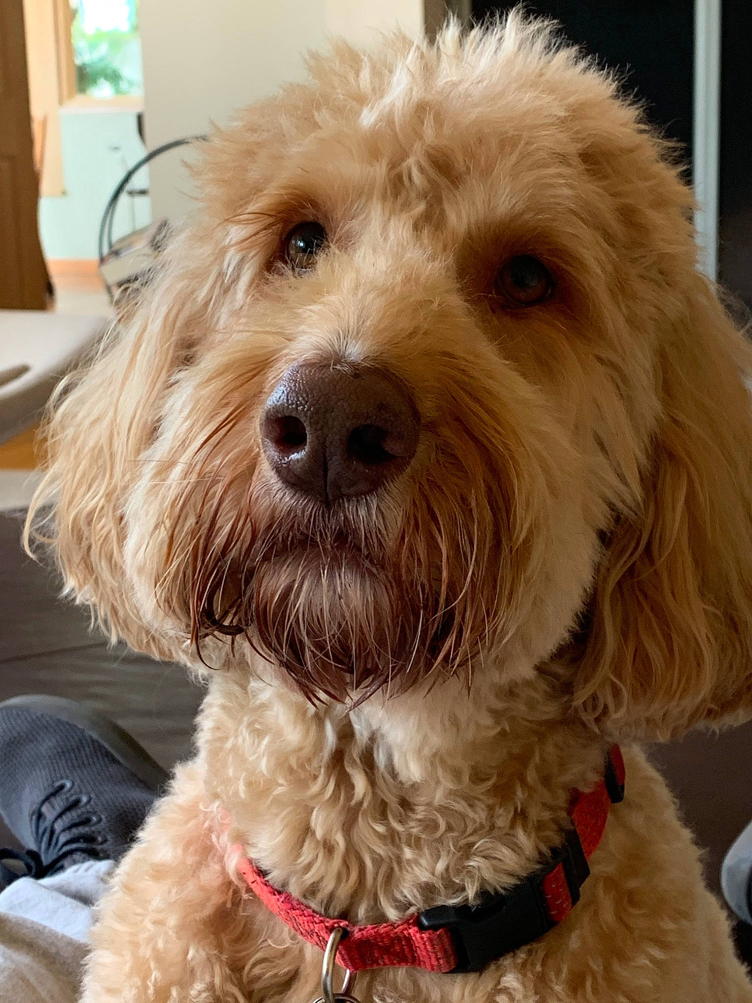 Quincy is registered to the contest to win money with this photo: briquet_griffon_vendeen, canidae, carnivore, cavapoo, cockapoo, companion_dog, dog, dog_breed, dutch_smoushond, goldendoodle, maltepoo, mammal, otterhound, petit_basset_griffon_vendeen, poodle_crossbreed, schnoodle, snout, sporting_group, terrier, vertebrate