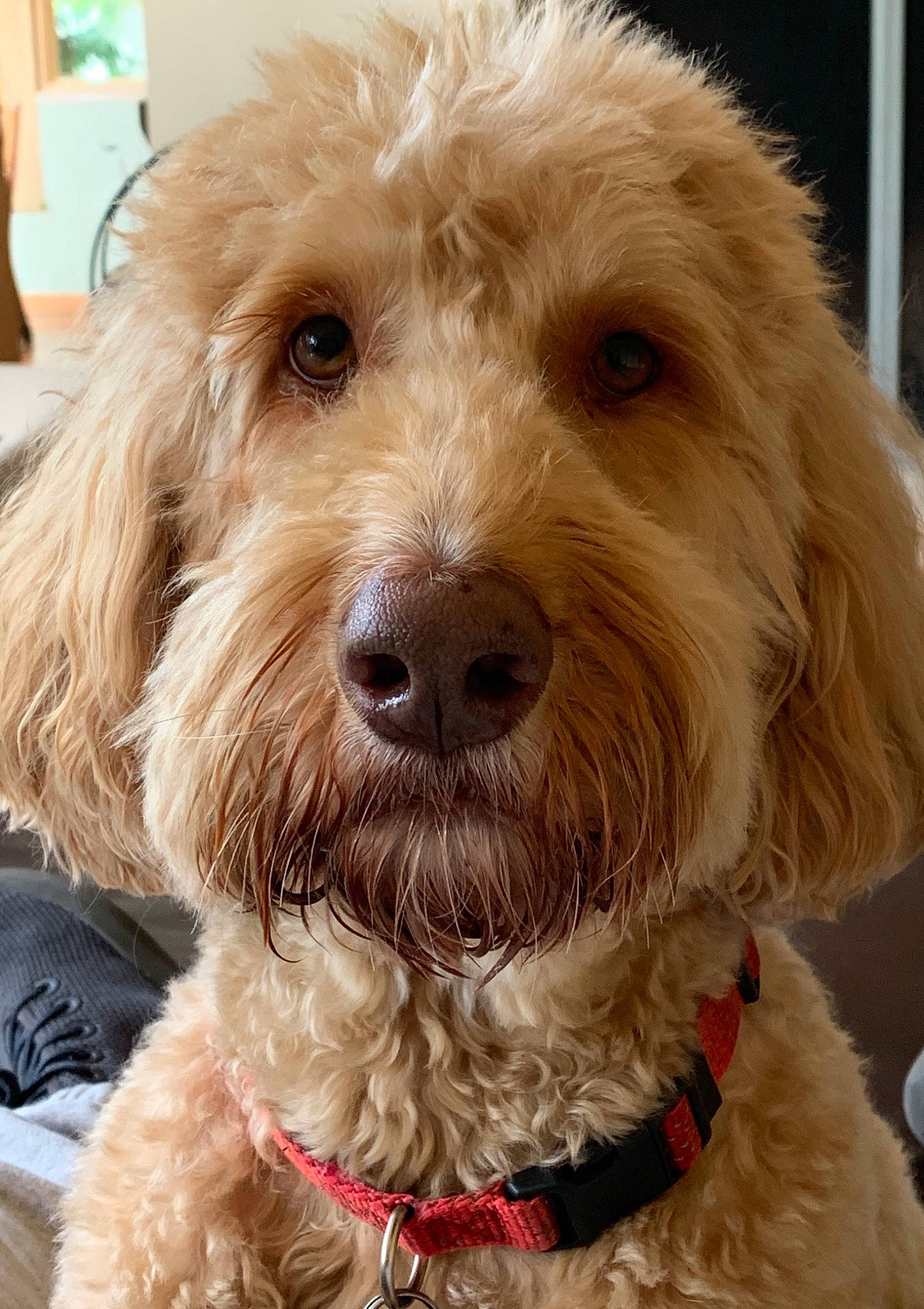 Quincy is registered to the contest to win money with this photo: basset_fauve_de_bretagne, briquet_griffon_vendeen, canidae, carnivore, cavapoo, cockapoo, companion_dog, dog, dog_breed, dutch_smoushond, goldendoodle, labradoodle, mammal, otterhound, poodle_crossbreed, schnoodle, snout, sporting_group, terrier, vertebrate