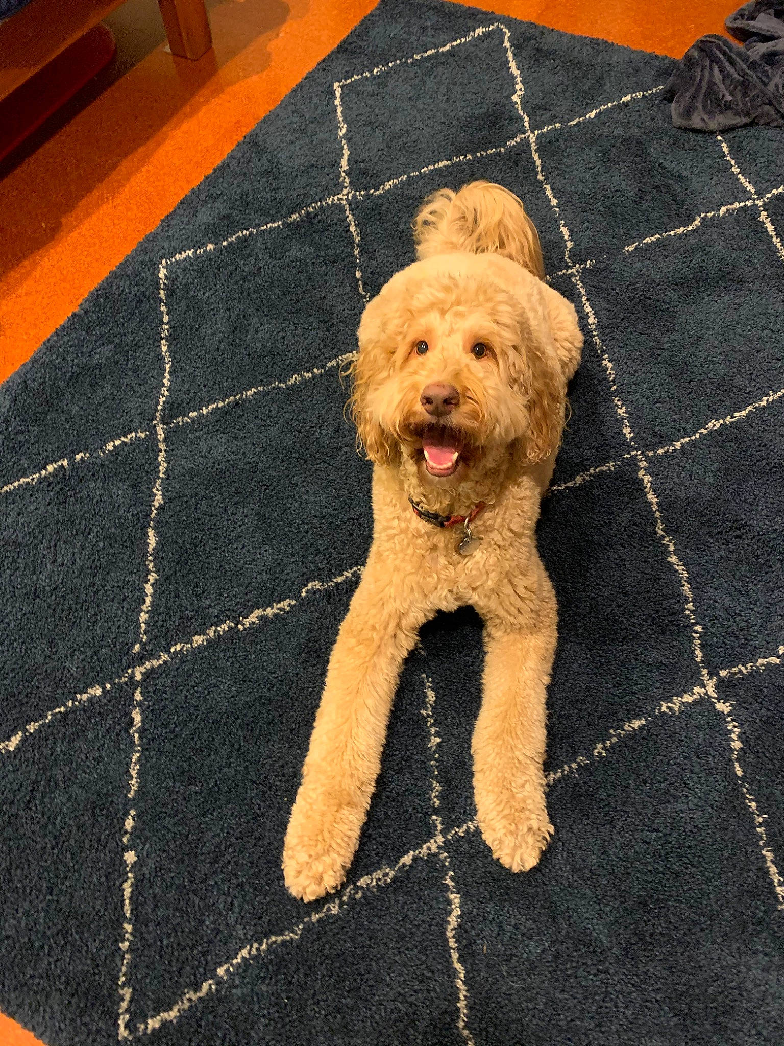 Quincy is registered to the contest to win money with this photo: barbet, canidae, carnivore, cavapoo, cockapoo, companion_dog, dog, dog_breed, goldendoodle, labradoodle, mammal, miniature_poodle, poodle, poodle_crossbreed, puppy, schnoodle, sporting_group, terrier, toy_poodle, vertebrate