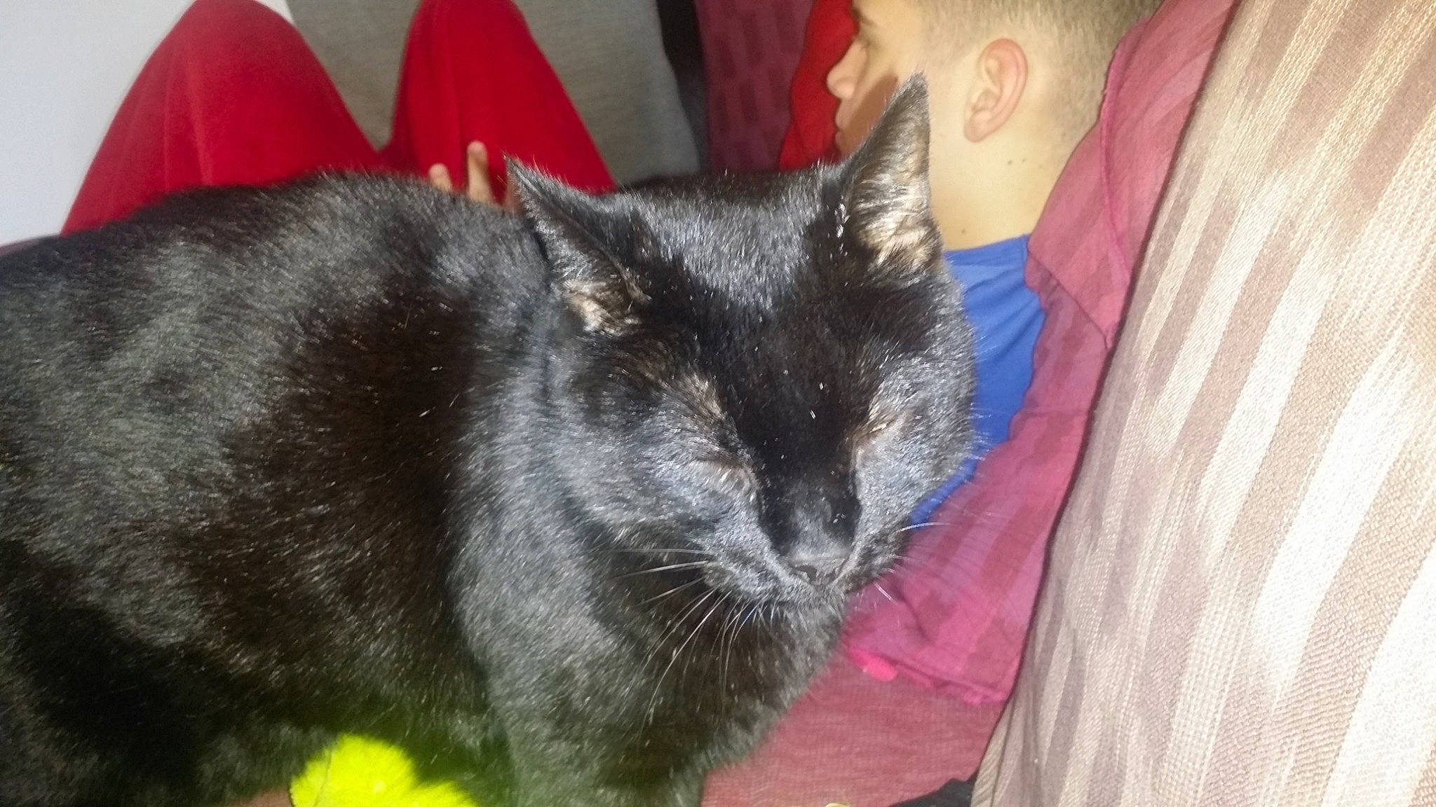 Charbon a rejoint le concours — aidez-le/la à gagner de superbes lots ! asian, black_cat, carnivore, cat, chartreux, domestic_short_haired_cat, european_shorthair, felidae, fur, german_rex, kitten, korat, mammal, nebelung, small_to_medium_sized_cats, snout, tail, whiskers