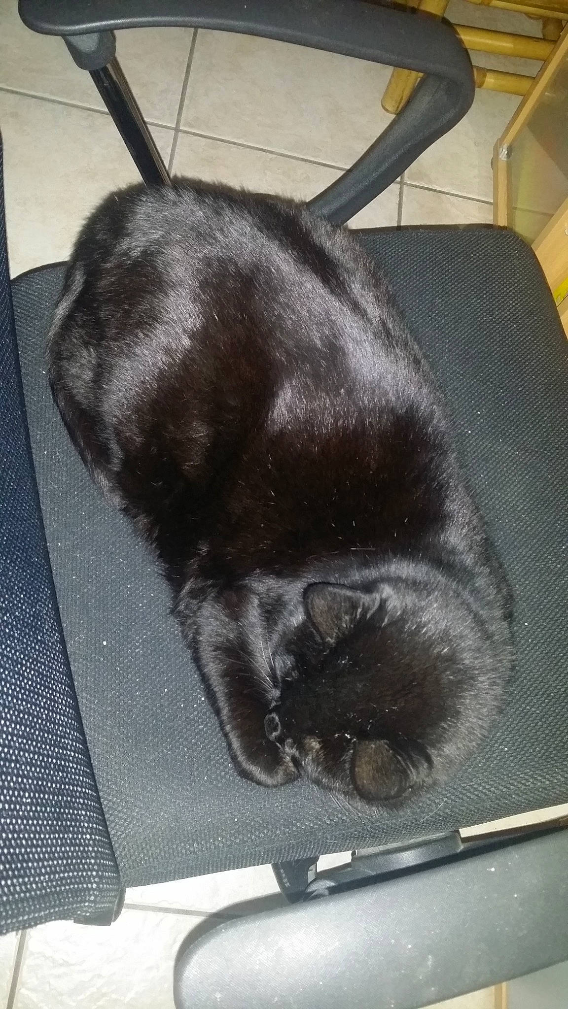 Charbon participe au concours pour gagner de l'argent avec cette photo : canidae, carnivore, dog, dog_breed, ear, fawn, flat_coated_retriever, labrador_retriever, liver, snout, sporting_group