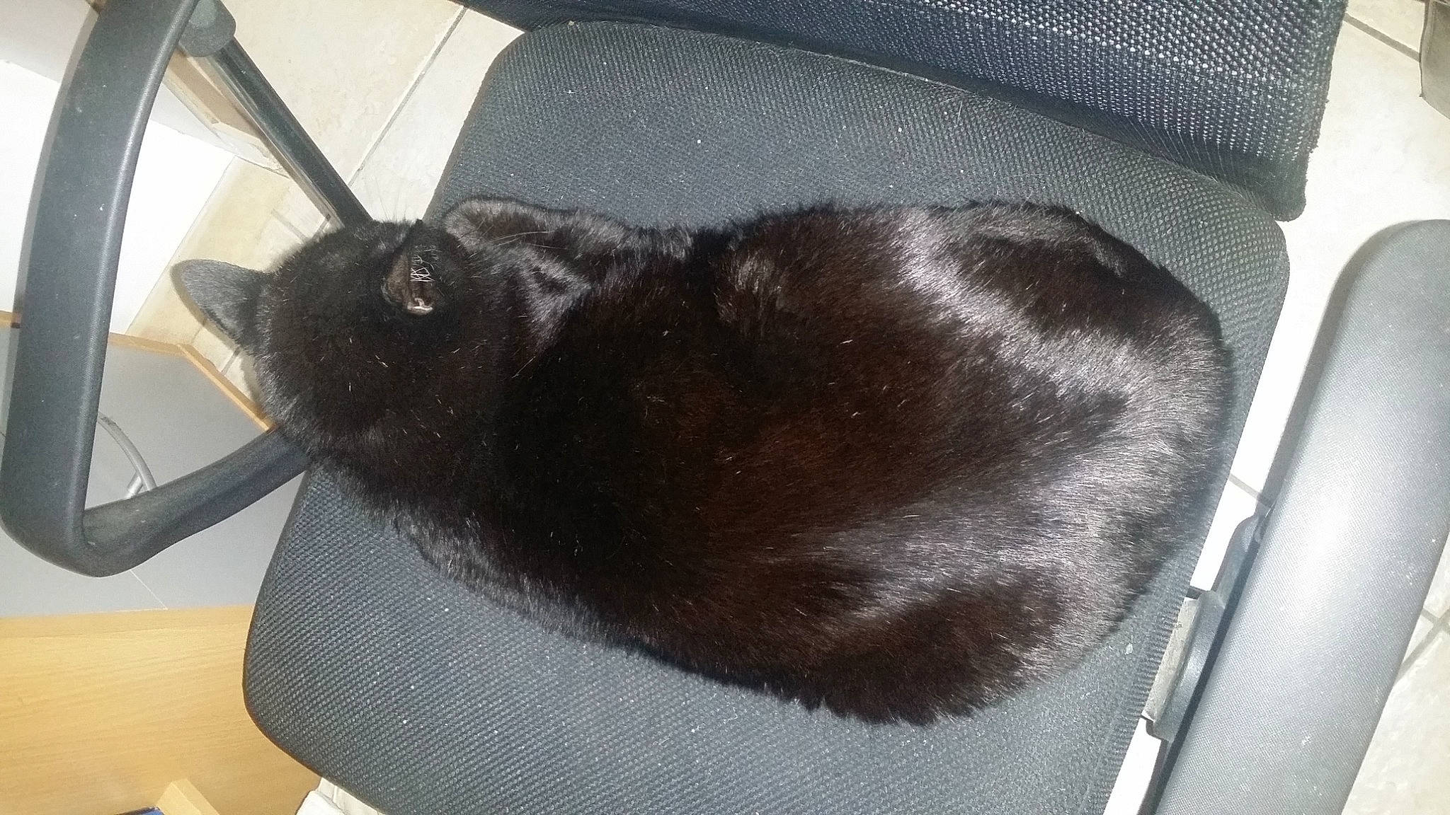 Charbon a rejoint le concours — aidez-le/la à gagner de superbes lots ! black_cat, burmese, carnivore, cat, ear, felidae, fur, korat, small_to_medium_sized_cats, snout, tail, whiskers