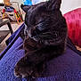 black_cat, cat, sleeping, paws_crossed, purple_blanket, indoor, living_room, couch, television, toys, furniture, cozy, pet, whiskers, close_up, relaxing, domestic_animal, fur, resting, home