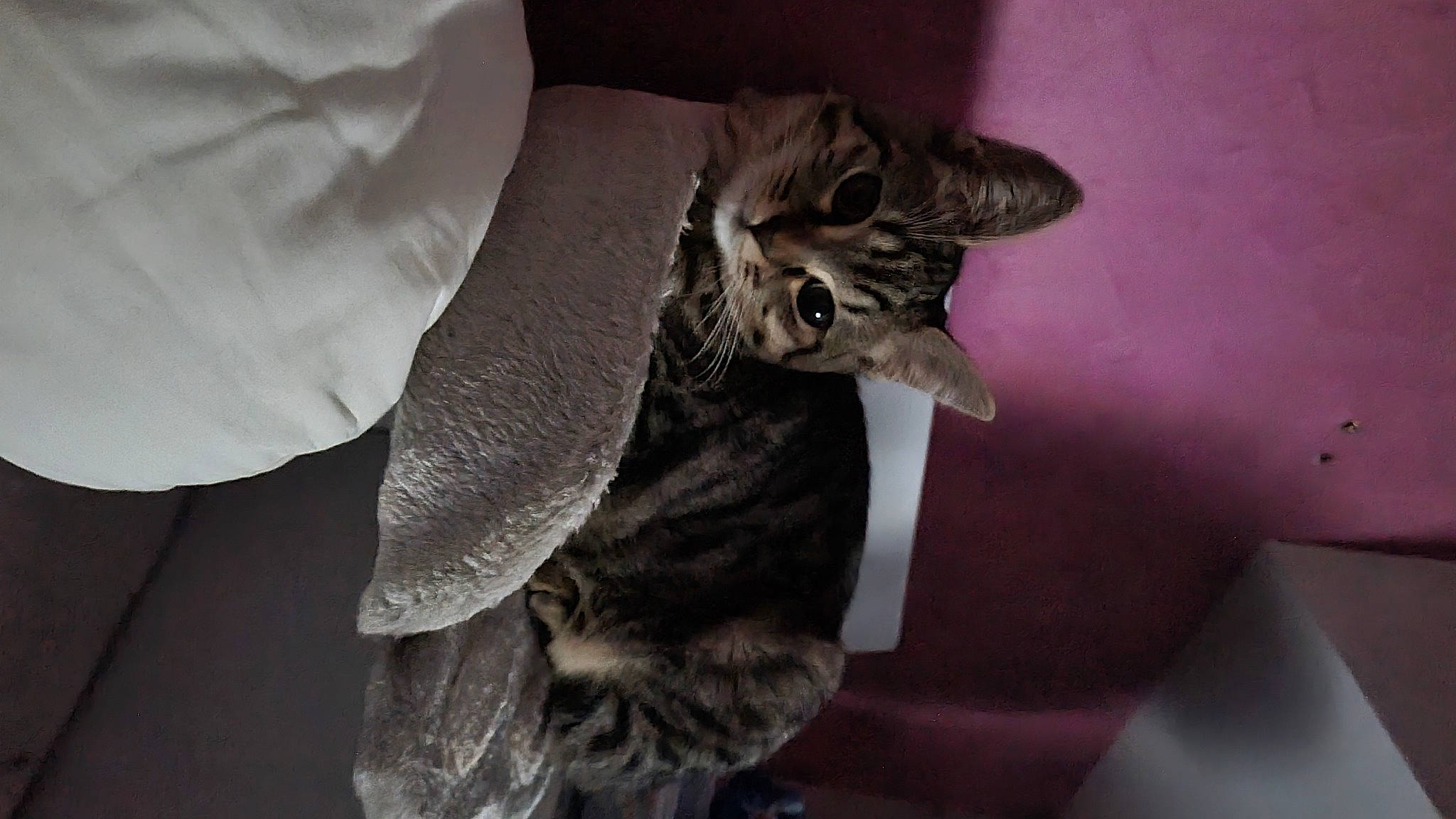 Sierra participe au concours pour gagner de l'argent avec cette photo : bed, carnivore, cat, claw, comfort, domestic_short_haired_cat, ear, felidae, fur, gesture, grey, paw, small_to_medium_sized_cats, snout, tail, whiskers