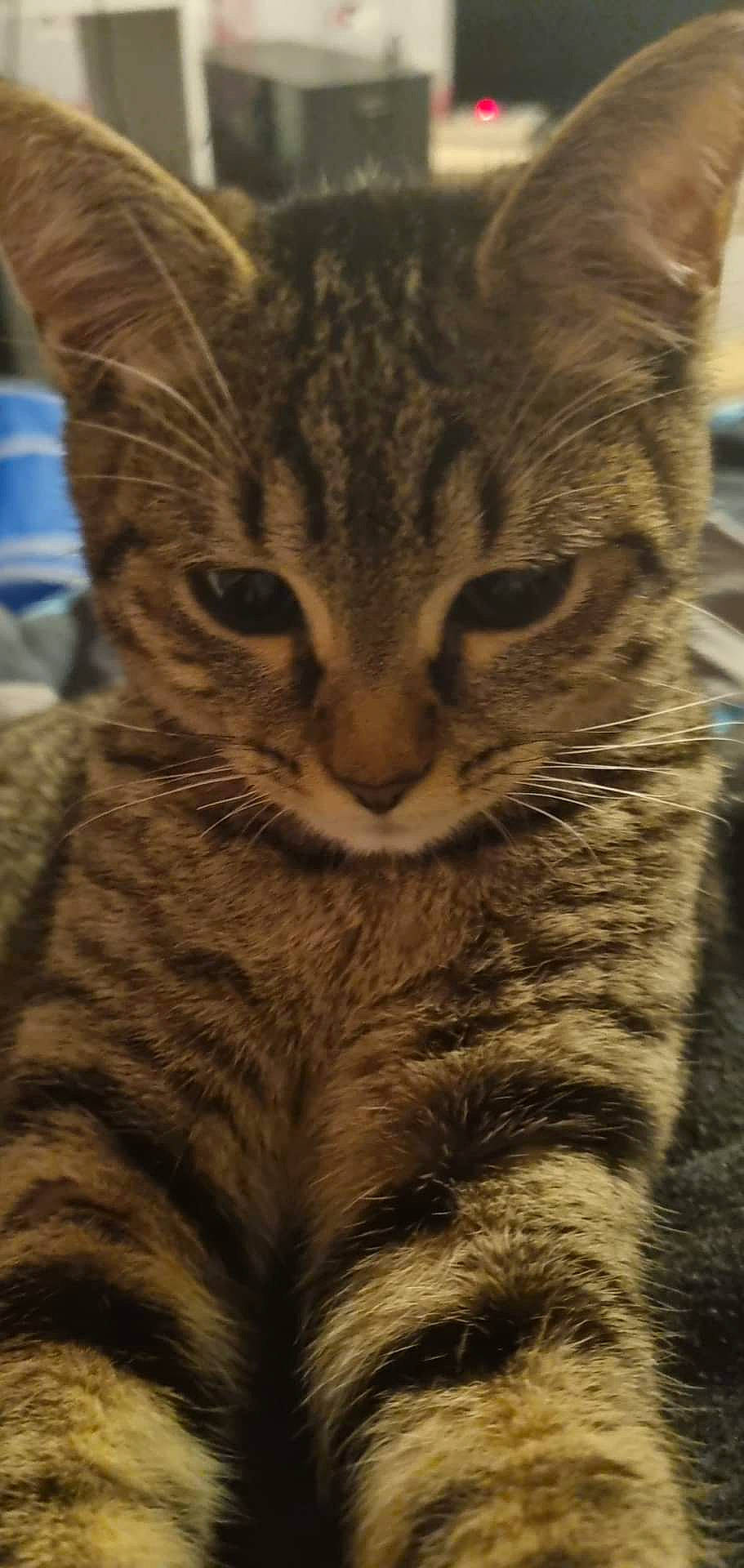 Sierra participe au concours pour gagner de l'argent avec cette photo : carnivore, cat, claw, domestic_short_haired_cat, felidae, fur, paw, small_to_medium_sized_cats, snout, tail, terrestrial_animal, tree, water_bottle, whiskers, wildlife, wood