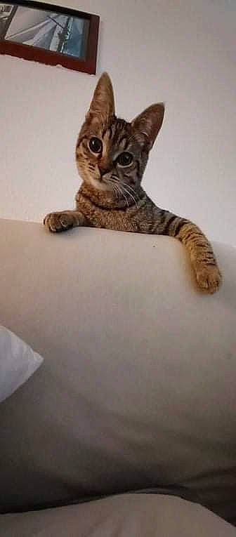 Sierra a rejoint le concours — aidez-le/la à gagner de superbes lots ! carnivore, cat, claw, comfort, domestic_short_haired_cat, fawn, felidae, flooring, foot, fur, grey, leg, paw, small_to_medium_sized_cats, snout, tail, terrestrial_animal, whiskers, wildlife, wood