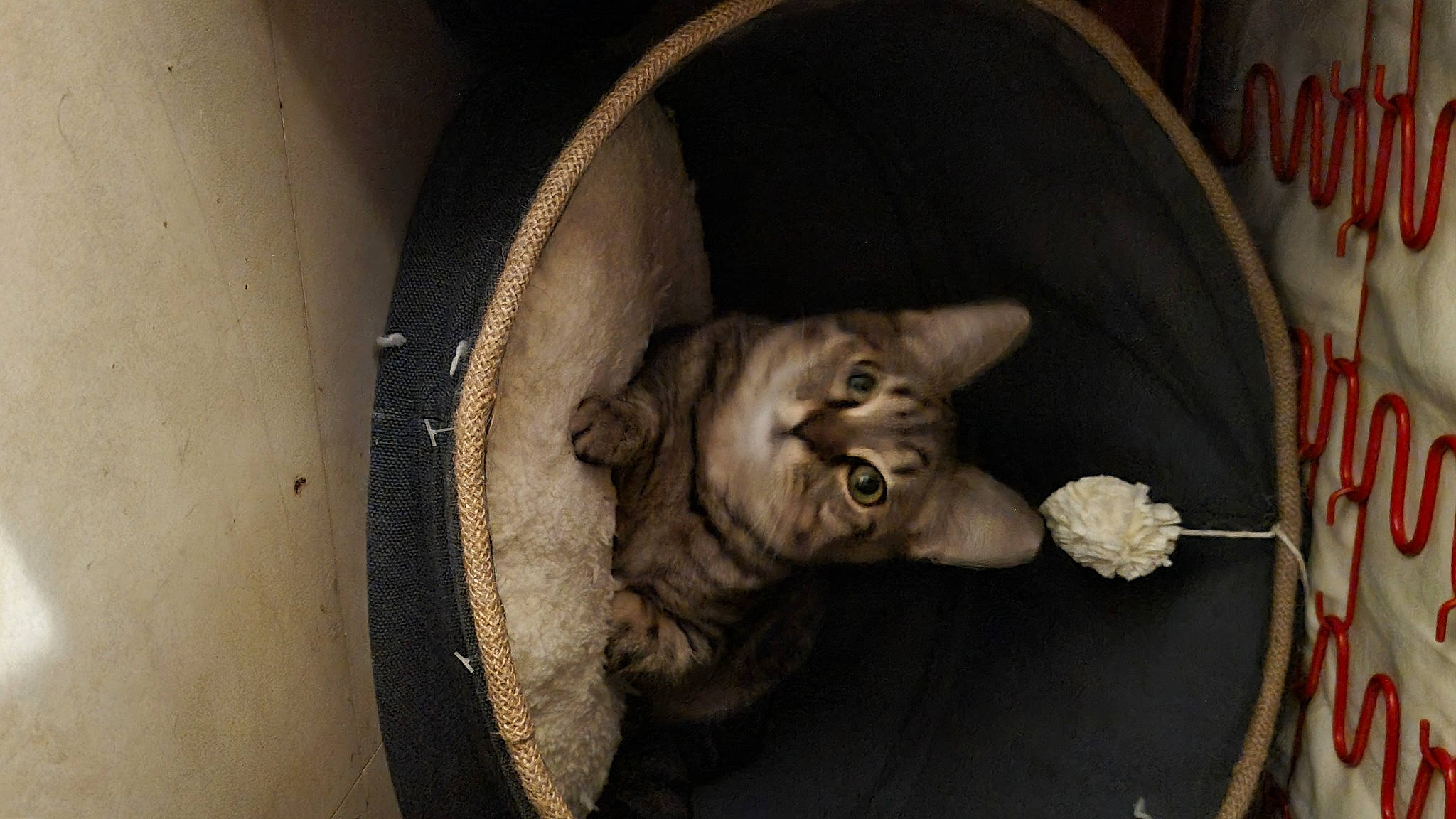 Sierra participe au concours pour gagner de l'argent avec cette photo : art, automotive_tire, automotive_wheel_system, brown, carnivore, cat, circle, darkness, domestic_short_haired_cat, door, felidae, fur, musical_instrument, paw, small_to_medium_sized_cats, snout, still_life_photography, tail, whiskers, wood