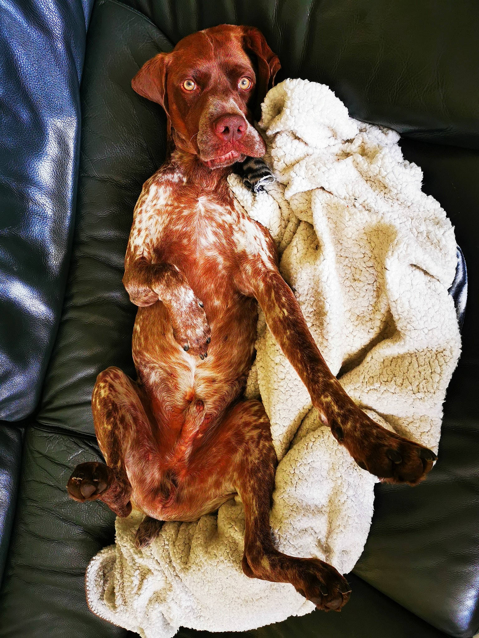 Nicky a rejoint le concours — aidez-le/la à gagner de superbes lots ! ancient_dog_breeds, art, artifact, canidae, carnivore, companion_dog, dog, dog_breed, fawn, fictional_character, flesh, fur, hunting_dog, liver, metal, sculpture, snout, sporting_group, toy, working_animal