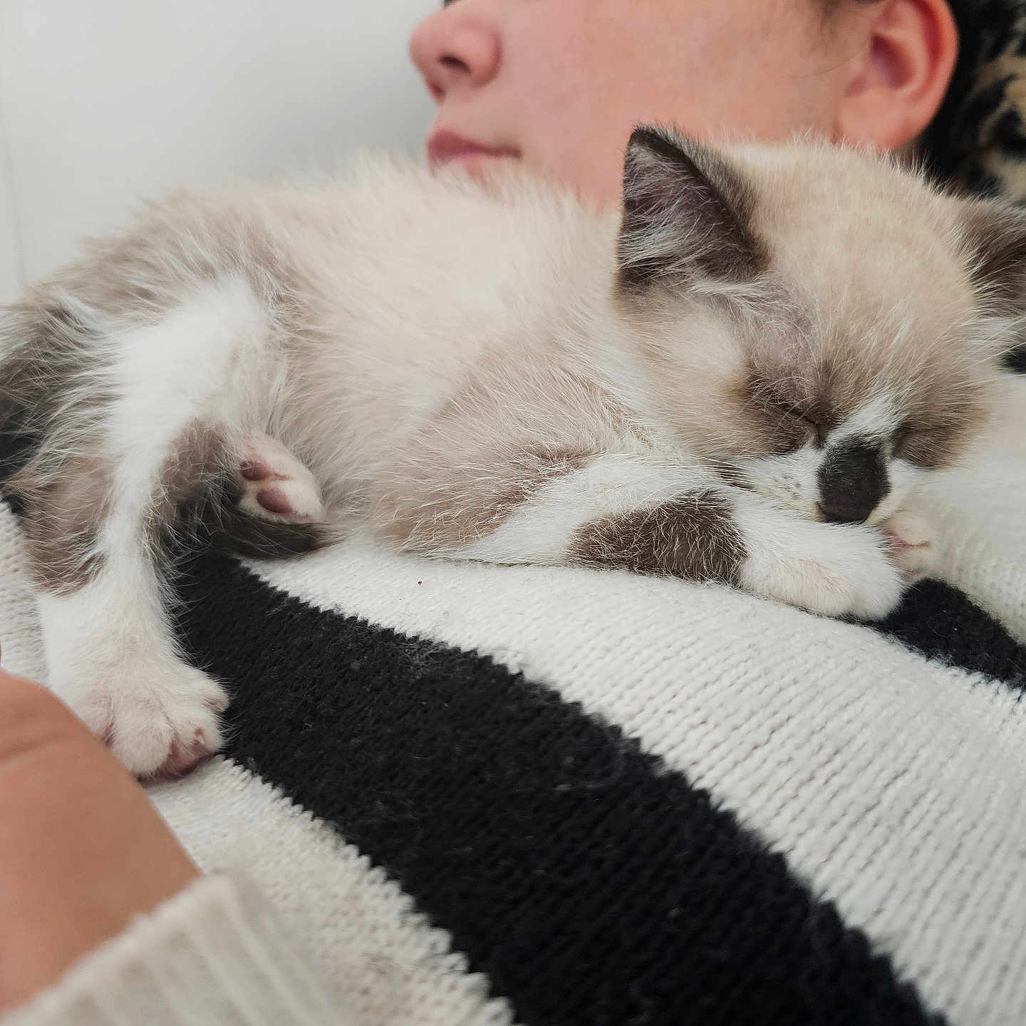 Yako a rejoint le concours — aidez-le/la à gagner de superbes lots ! abyssinian, animal, blanket, bodypart, cat, ear, face, finger, hand, head, kitten, manx, person, pet, quilt, siamese, sleeping