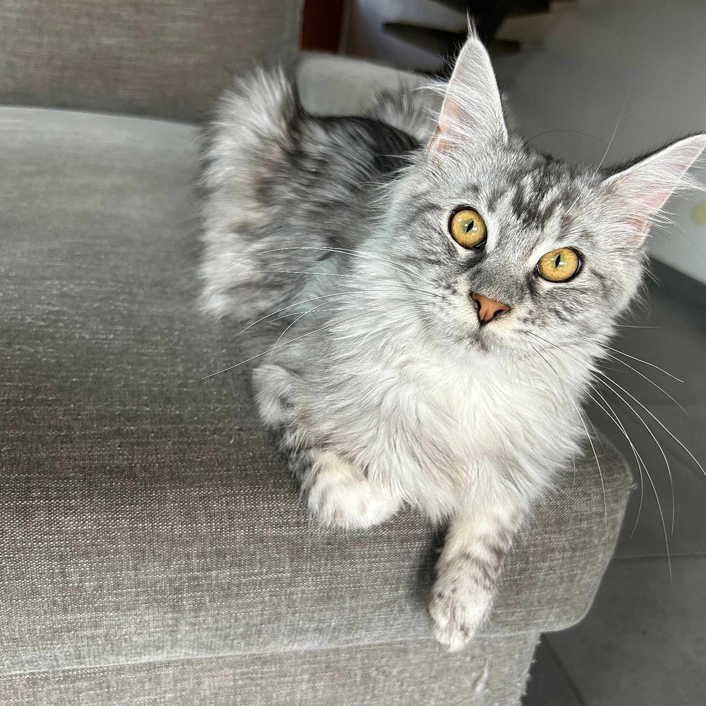 Athena a rejoint le concours — aidez-le/la à gagner de superbes lots ! animal, cat, couch, cozy, curious, feline, floor_tiles, fluffy, furniture, gray_couch, home, indoor, looking_at_camera, mammal, pet, relaxed, soft_fur, tabby, whiskers, yellow_eyes