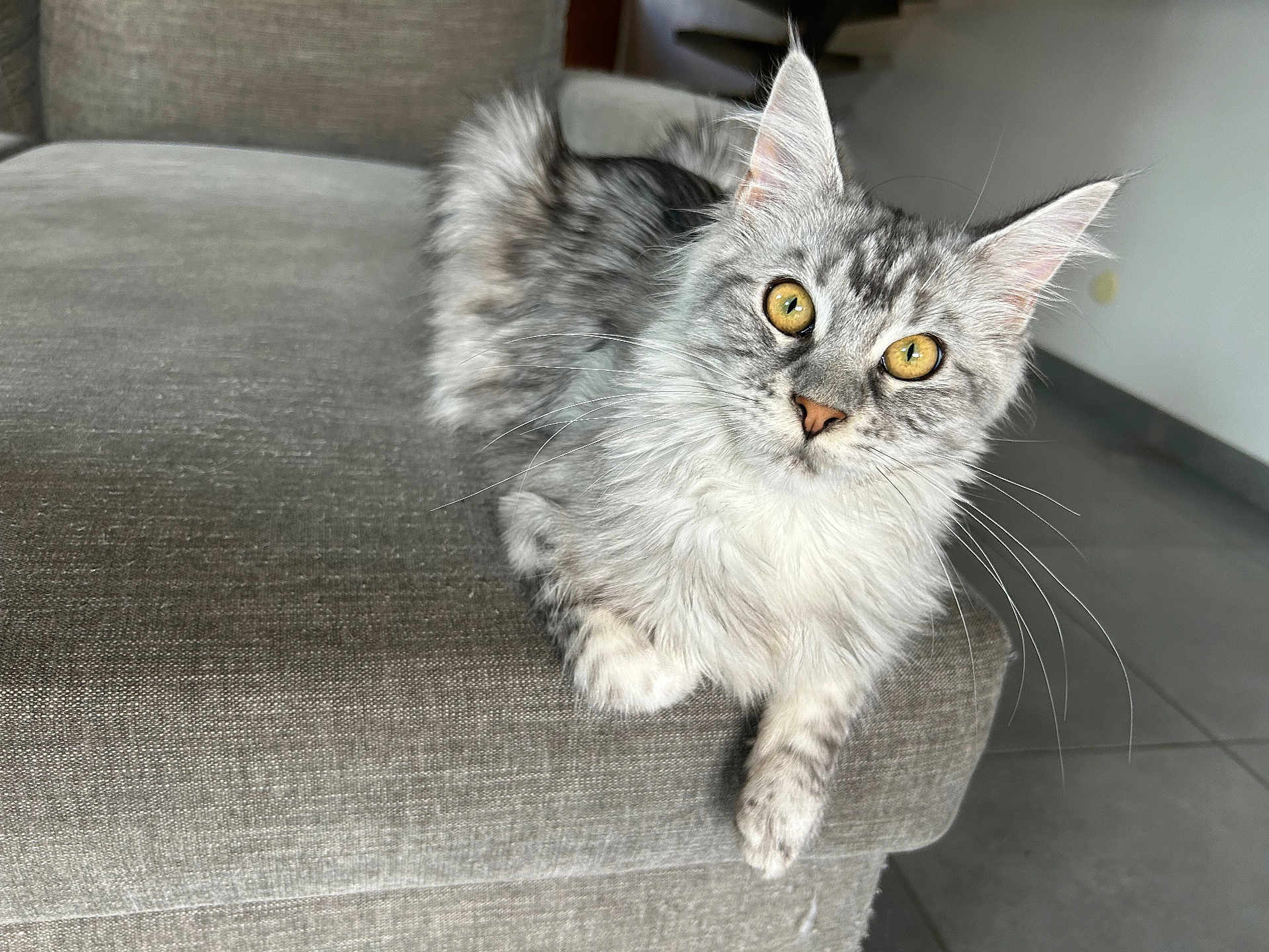 Athena a rejoint le concours — aidez-le/la à gagner de superbes lots ! cat, feline, tabby, yellow_eyes, whiskers, fluffy, pet, indoor, couch, gray_couch, furniture, relaxed, looking_at_camera, soft_fur, curious, animal, mammal, home, floor_tiles, cozy