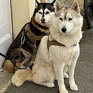 Pascal Corbel participe au concours pour gagner de l'argent avec cette photo : alert, animal, building, canine, chain, dog, ears, face, fur, harness, husky, leash, outdoor, pet, resting, sidewalk, sitting, tail, urban, wheel