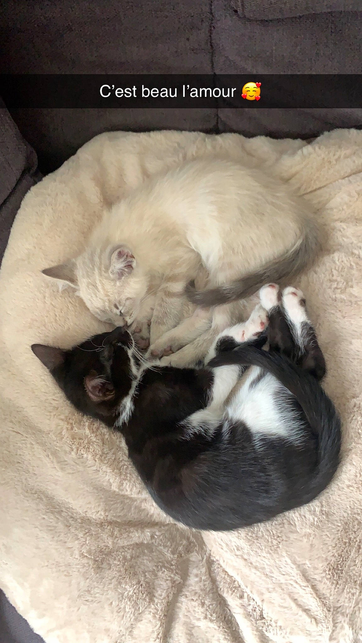 Bounty participe au concours pour gagner de l'argent avec cette photo : canidae, carnivore, cat, cat_supply, claw, comfort, companion_dog, dog_breed, fawn, felidae, fur, nap, paw, sleep, small_to_medium_sized_cats, snout, sporting_group, tail, terrestrial_animal, whiskers