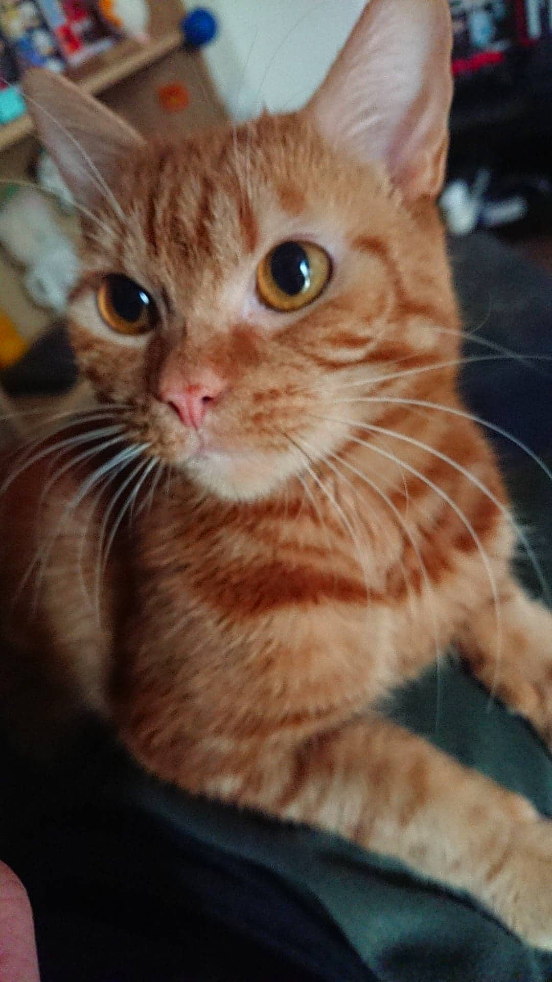 Podrick a rejoint le concours — aidez-le/la à gagner de superbes lots ! american_shorthair, american_wirehair, arabian_mau, asian, australian_mist, carnivore, cat, close_up, domestic_short_haired_cat, european_shorthair, fawn, felidae, german_rex, kitten, mammal, small_to_medium_sized_cats, snout, tabby_cat, vertebrate, whiskers