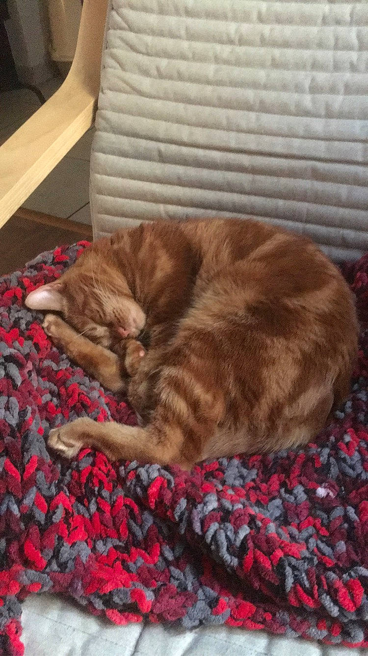 Podrick a rejoint le concours — aidez-le/la à gagner de superbes lots ! carnivore, cat, domestic_short_haired_cat, european_shorthair, fawn, felidae, fur, kitten, nap, sleep, small_to_medium_sized_cats, tabby_cat, whiskers